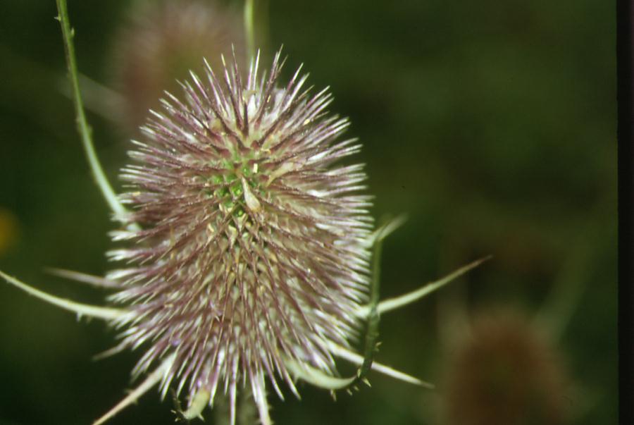 Dipsacus fullonum / Scardaccione selvatico
